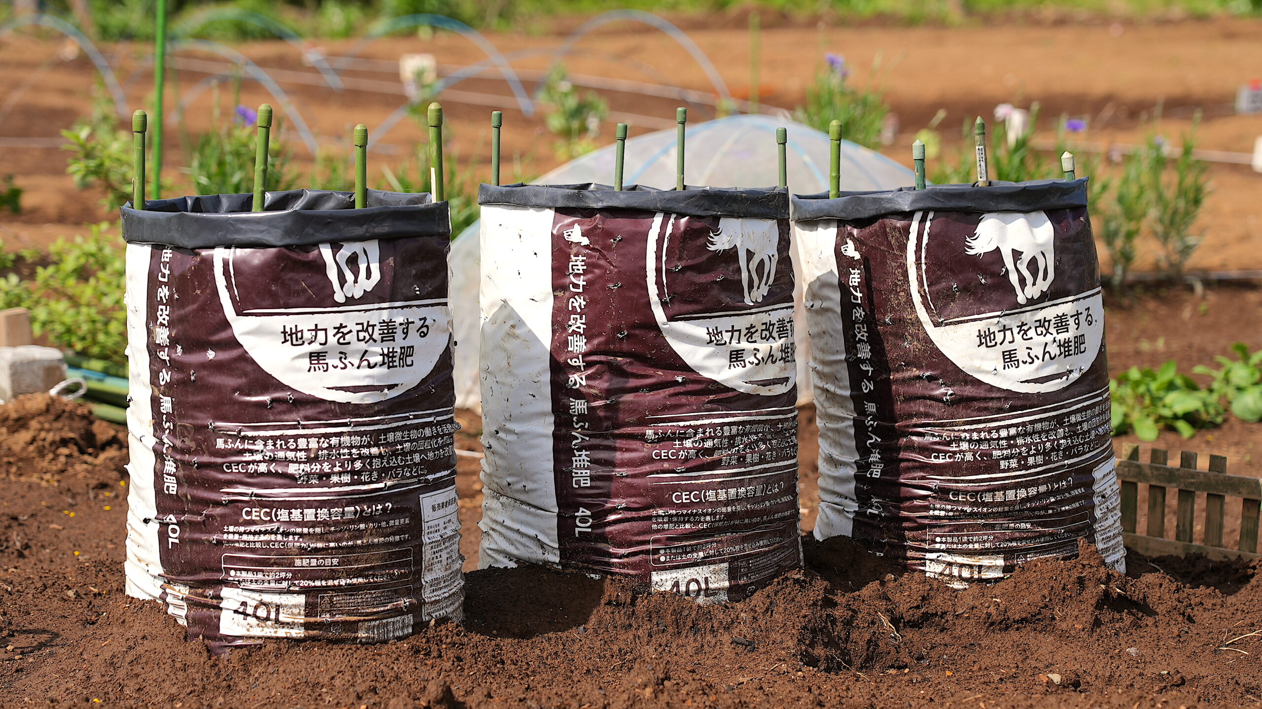 実証された ゴボウのカンタン袋栽培10のポイントと病害虫対策 デジ野菜 Digi1