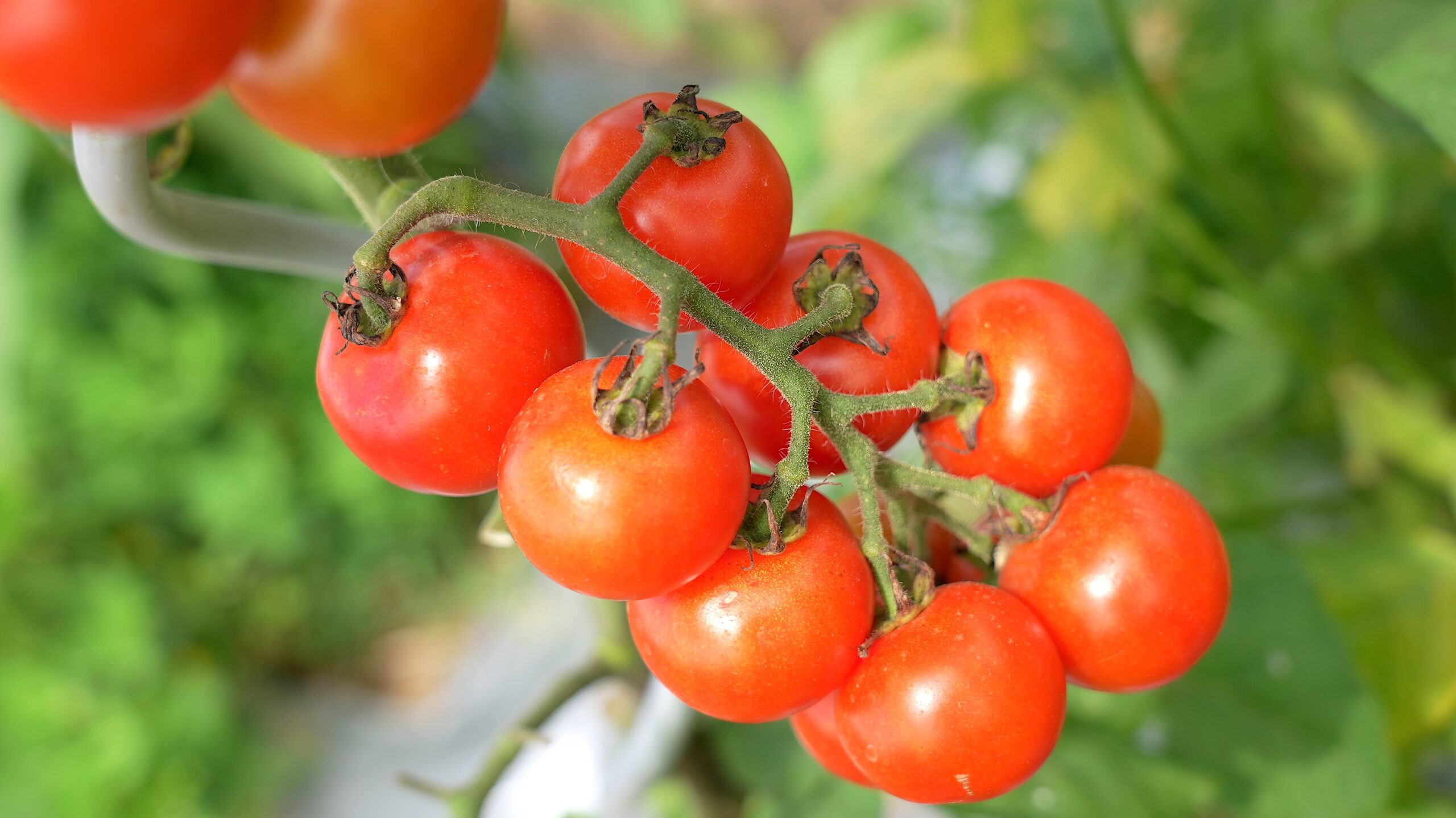 失敗しない トマト栽培14のポイントと注意する病害虫対策