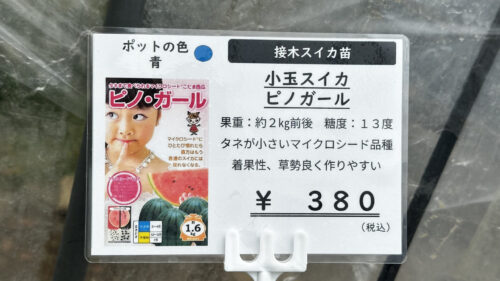 スイカ ピノガール